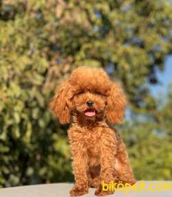 10 AYLIK, 800 GRAM TEACUP DİŞİ POODLE 3
