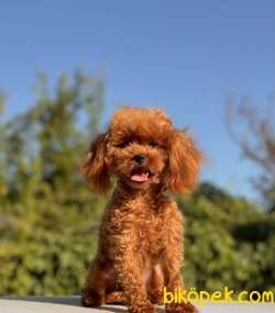 10 AYLIK, 800 GRAM TEACUP DİŞİ POODLE 1