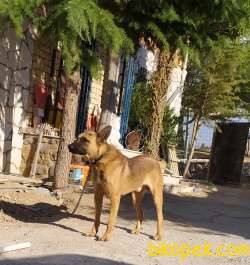 10 Aylık Belçika Malinois 1