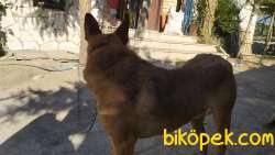 10 Aylık Belçika Malinois 4