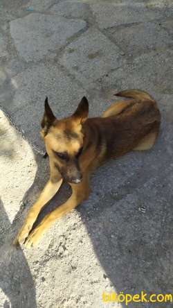 10 Aylık Belçika Malinois 5