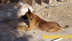 10 Aylık Belçika Malinois 2