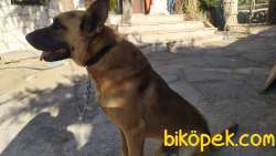 10 Aylık Belçika Malinois 3