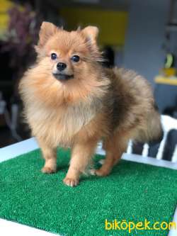 10 Aylık Dişi Pomeranian BOO Yavrum (Full Aşılı) 1
