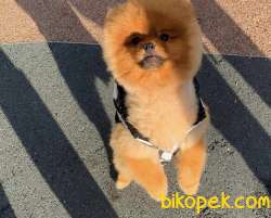 10 AYLIK ERKEK POMERANİAN BOO 2