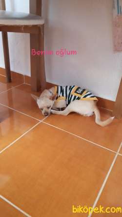 10 Aylık Erkek Şivava Oyuncu Bakımlı 1
