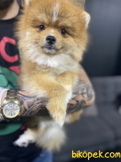 10 Aylık Teddy 1