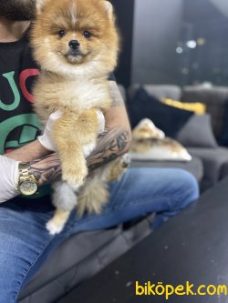 10 Aylık Teddy 2