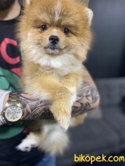 10 Aylık Teddy 3