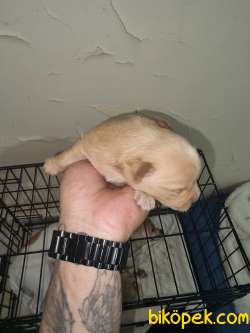 10 Günlük Chihuachua Yavrular 4