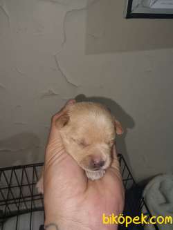 10 Günlük Chihuachua Yavrular 3