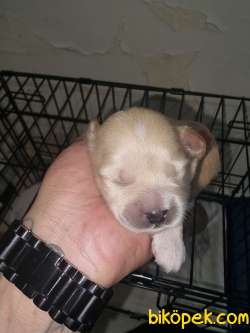 10 Günlük Chihuachua Yavrular 2