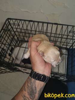 10 Günlük Chihuachua Yavrular 5