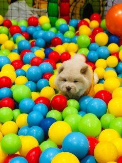 Renk Renk Chow Chow Yavrulari 2