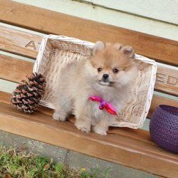 Orji̇nal Pomerani̇an Boo Yavrularımız 3