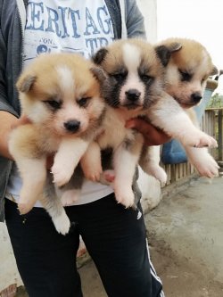 Akita Yavrularımız Irk Garantilidir 1