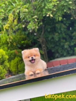 1.7kg Minik Teddy 4