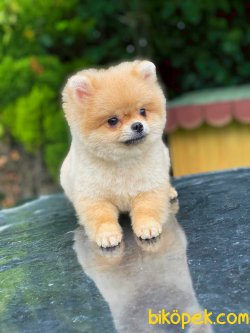 1.7kg Minik Teddy 3