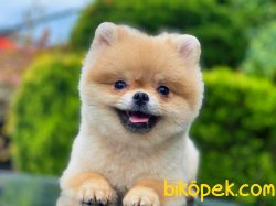 1.7kg Minik Teddy 2