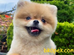 1.7kg Minik Teddy 1