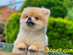 1.7kg Minik Teddy 5