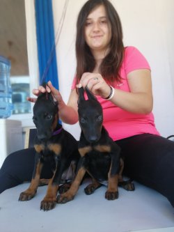 Satılık Üst Kalite Doberman Yavrularımız 4