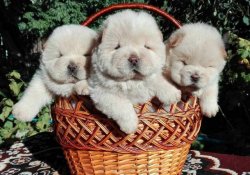 Satılık Chow Chow Karbeyaz Yavrular 1