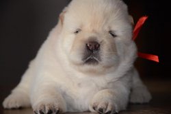 Beyaz Kızıl  Chow Chow Yavruları 5