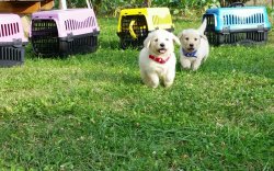 BABY FACE GOLDEN YAVRULARI ÜRETİM ÇİFTLİĞİNDEN 4