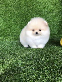 Krem Baby Face Pomeranian Boo Yavrularimiz Secereli 1