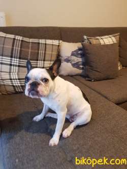 11 Aylık Dişi French Bulldog 2
