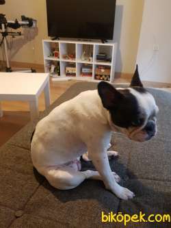 11 Aylık Dişi French Bulldog 3
