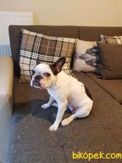 11 Aylık Dişi French Bulldog 1