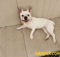 11 Aylık Oyuncu Erkek Fransız Buldog 2
