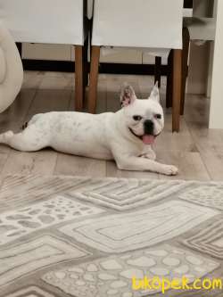 11 Aylık Oyuncu Erkek Fransız Buldog 4