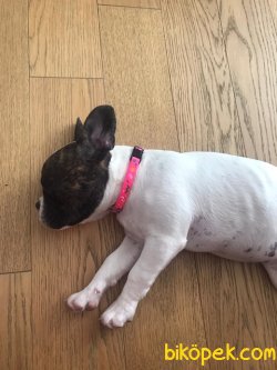 HARİKA YAVRU FRANZI BULLDOG İYİ BİR AİLE İÇİN 1