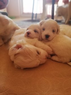 Maltese Yavrularımız 2