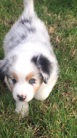BLUE MERLE BORDER COLLİE BEBEKLERİMİZ MAVİ GÖZLÜ 1