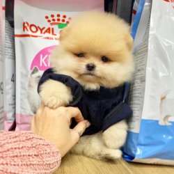 Pomeranian Boo Ayicik Tip Safkan Aşılı Eğitimli Yavrularımız 2