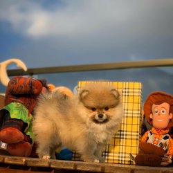 Yeni Gelen Tayland Yüz PomeranianBoo Kızımız 5