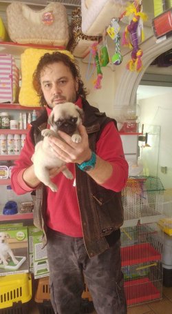 PUG MOPS YAVRUSU 4