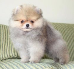 Yeni Gelen Beyaz Party Colour Renk Pomeranian Boo 1