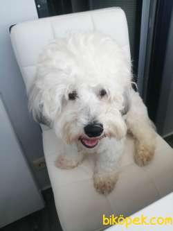12 Aylık Maltipoo Aşıları Tam Wc Eğitimi Var 3