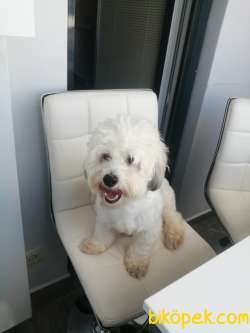 12 Aylık Maltipoo Aşıları Tam Wc Eğitimi Var 1