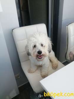 12 Aylık Maltipoo Aşıları Tam Wc Eğitimi Var 2