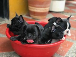 FRENCH BULLDOG YAVRULARI 4