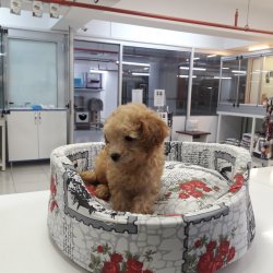 Apri̇cot Rengi̇ Toy Poodle Di̇şi̇ Ytavrularımız 1