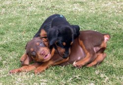Çiftliğimizden King Doberman Yavrularımız 4