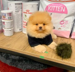 Pomeranian Teddy Face Erkek Yavrumuz 5