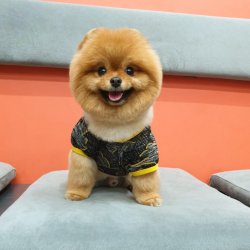 Pomeranian Show Kalite Secereli Köpeğimiz 5